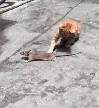 洋猫土猫差距有多大网友太真实了,土猫和宠物猫品相的区别