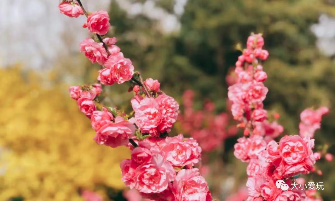 超级美的樱花美景全景,浪漫樱花海美景图