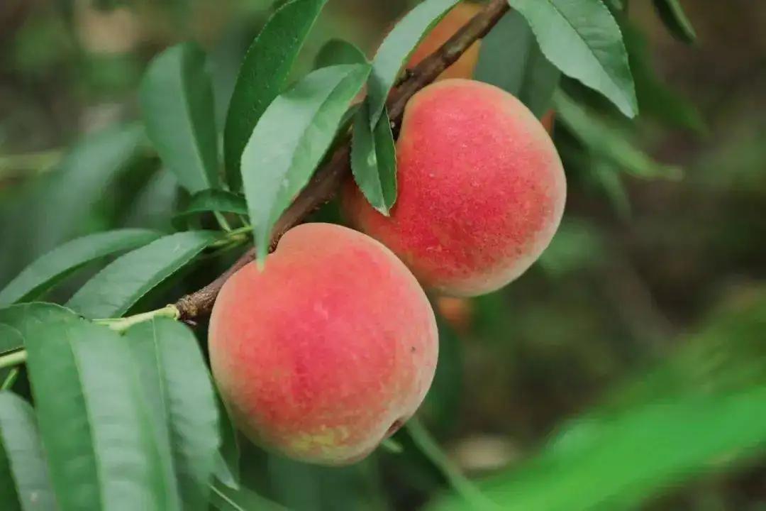 桃子酒的家庭简单酿制方法,如何酿制桃子酒好喝