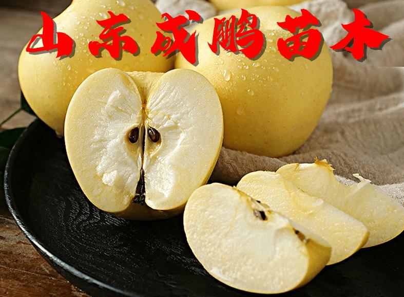 新品种水果苗图片及价格,各种水果苗新品种物美价廉