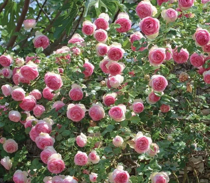 光照不足也能猛开花的藤本月季,抗病好养勤花的藤本月季品种