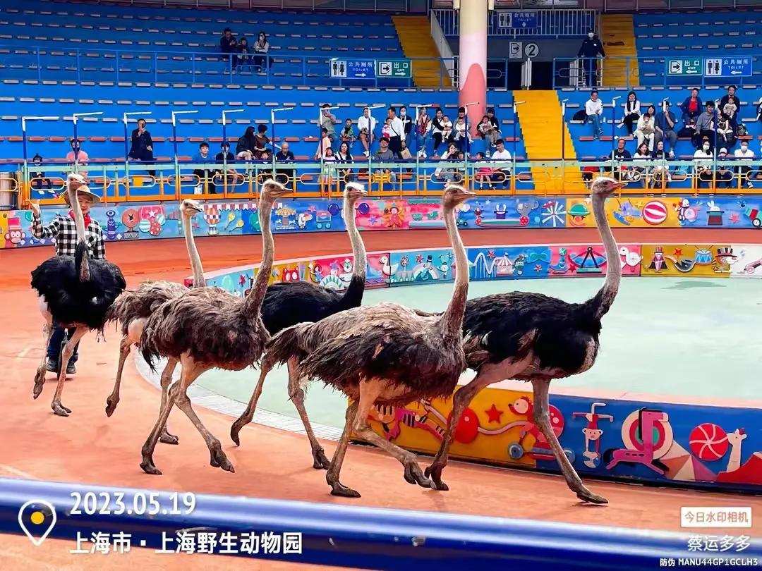 上海野生动物园和上海动物园,上海野生动物园过年营业时间