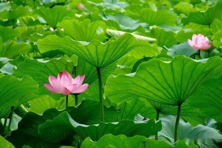 古诗词经典临江仙名篇,临江仙最出名的诗