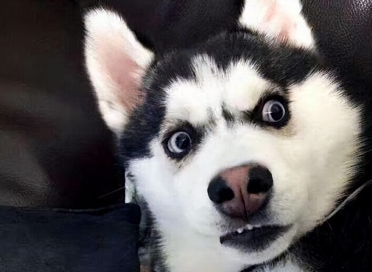 二哈真的傻吗,养二哈的必须接受的七大痛苦