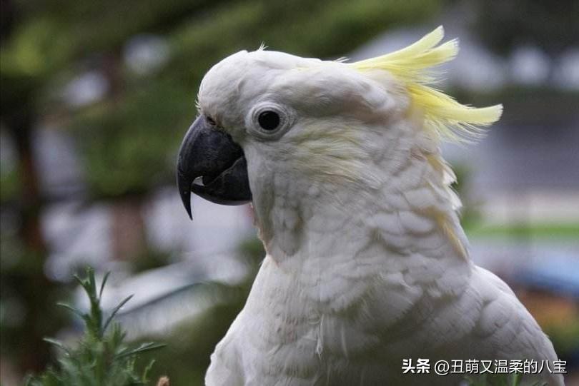 虎皮鹦鹉缺钙有哪些现象,鹦鹉走路一瘸一拐