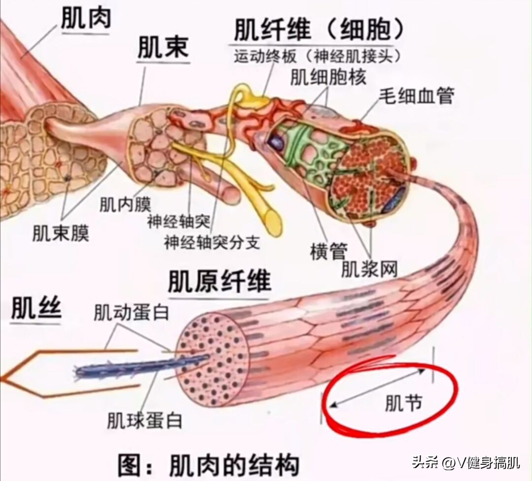 单独练胸肌可以吗,胸肌中缝可以单独练吗
