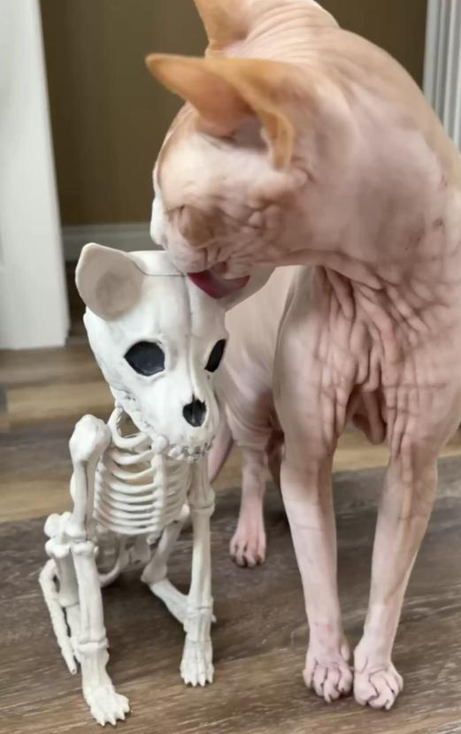 猫咪见到骷髅猫,网友买了一只小猫