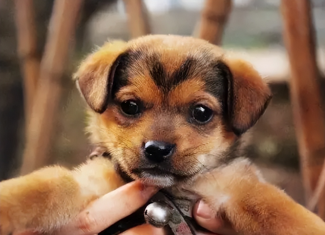 在狗市买狗需要注意哪些事项,在狗市买狗应该注意什么事项