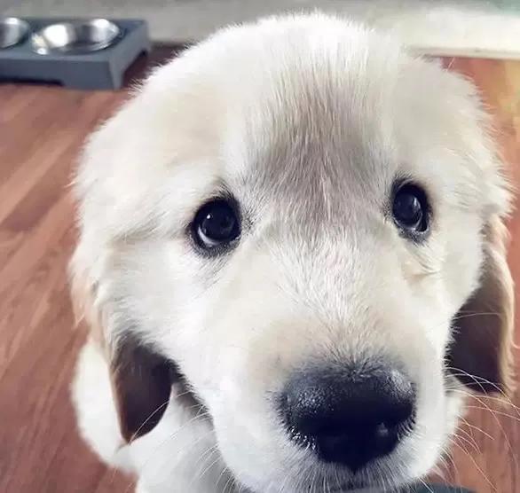 大金毛真的是太暖心了,大金毛到底有多可爱