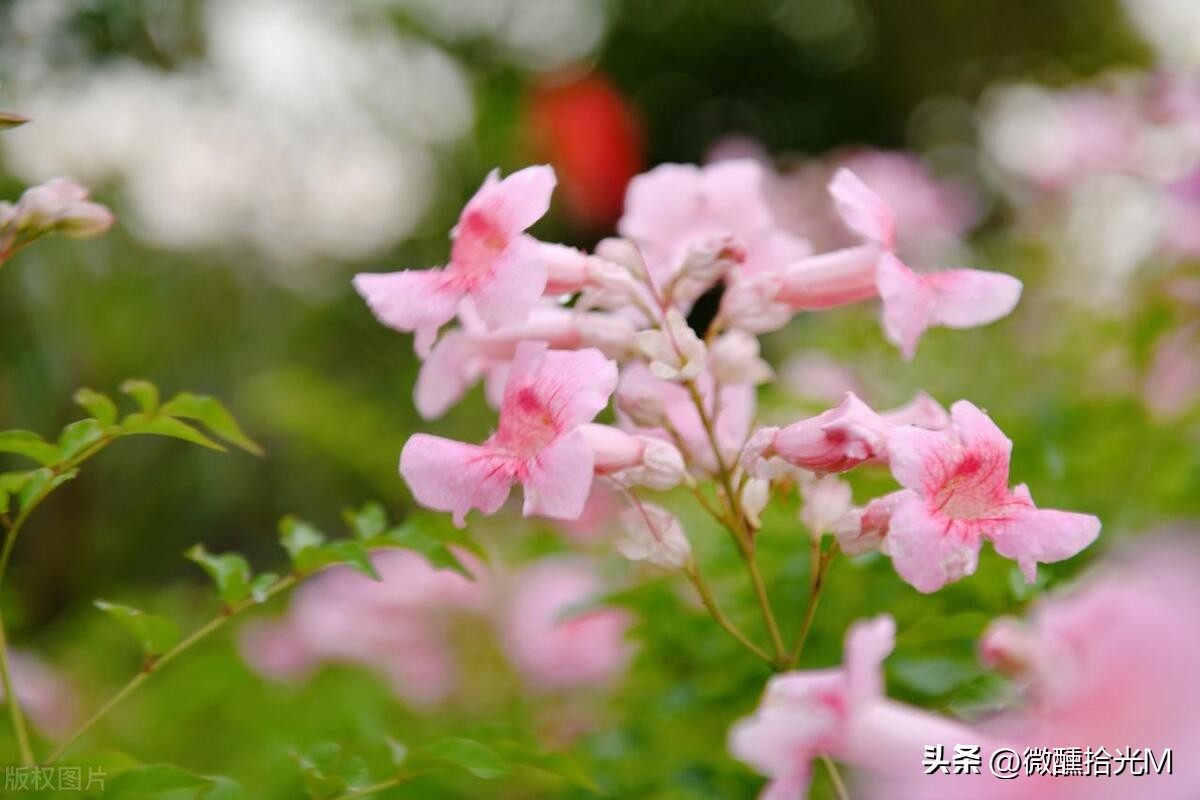 推荐10种最适合夏天养的花,君子兰开花时夏天几天浇一次水
