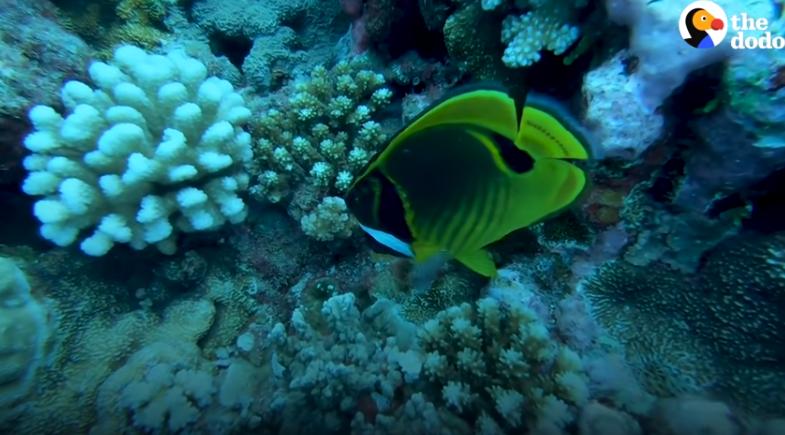 国外美女姐姐海里偶遇一只小鱼，竟引发神奇友谊！网友：前世情人