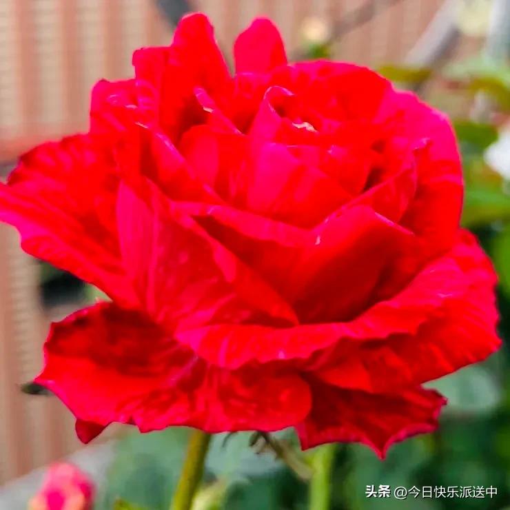 美醉了的月季花图片,各种颜色的月季花图片