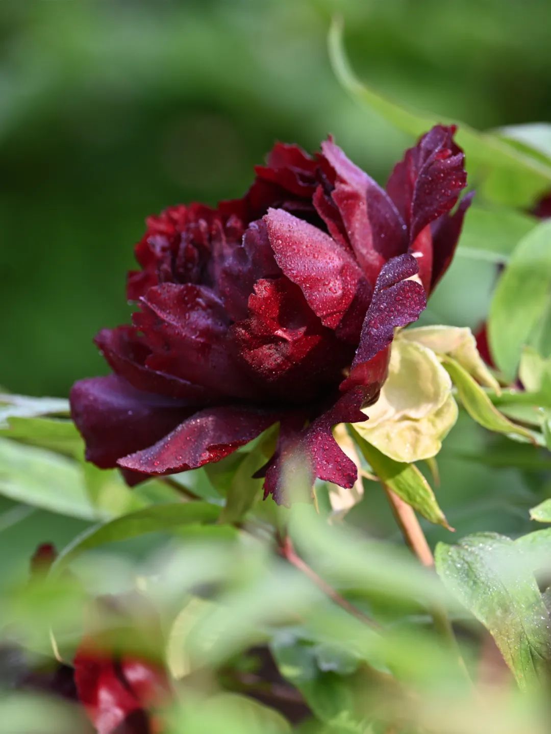 东湖樱园暂停营业原因,东湖樱花园暂停开放该从哪进