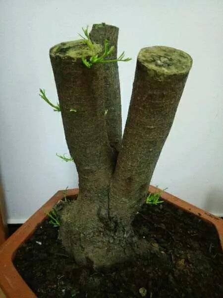 下山老桩发芽弱是什么原因,下山老桩干枯怎么处理