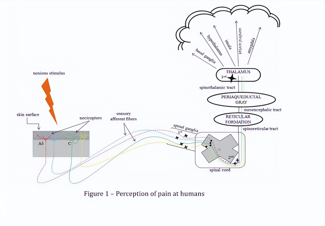 日本最残酷的杀鱼方式,日本人杀鱼绝招