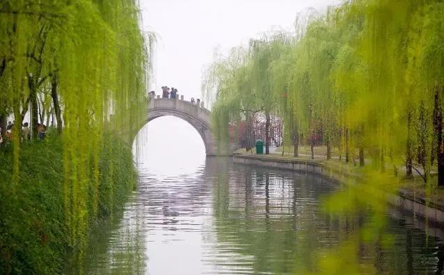 柔丝弄早春,柳枝婀娜醉春风,期盼好事要发生