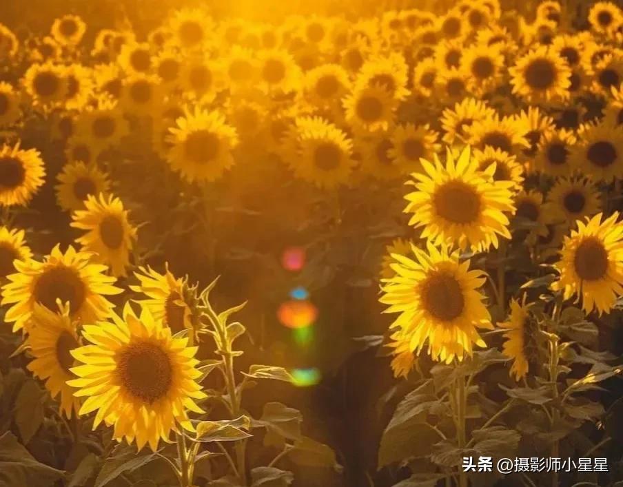 梵高向日葵拍摄,梵高向日葵欣赏视频