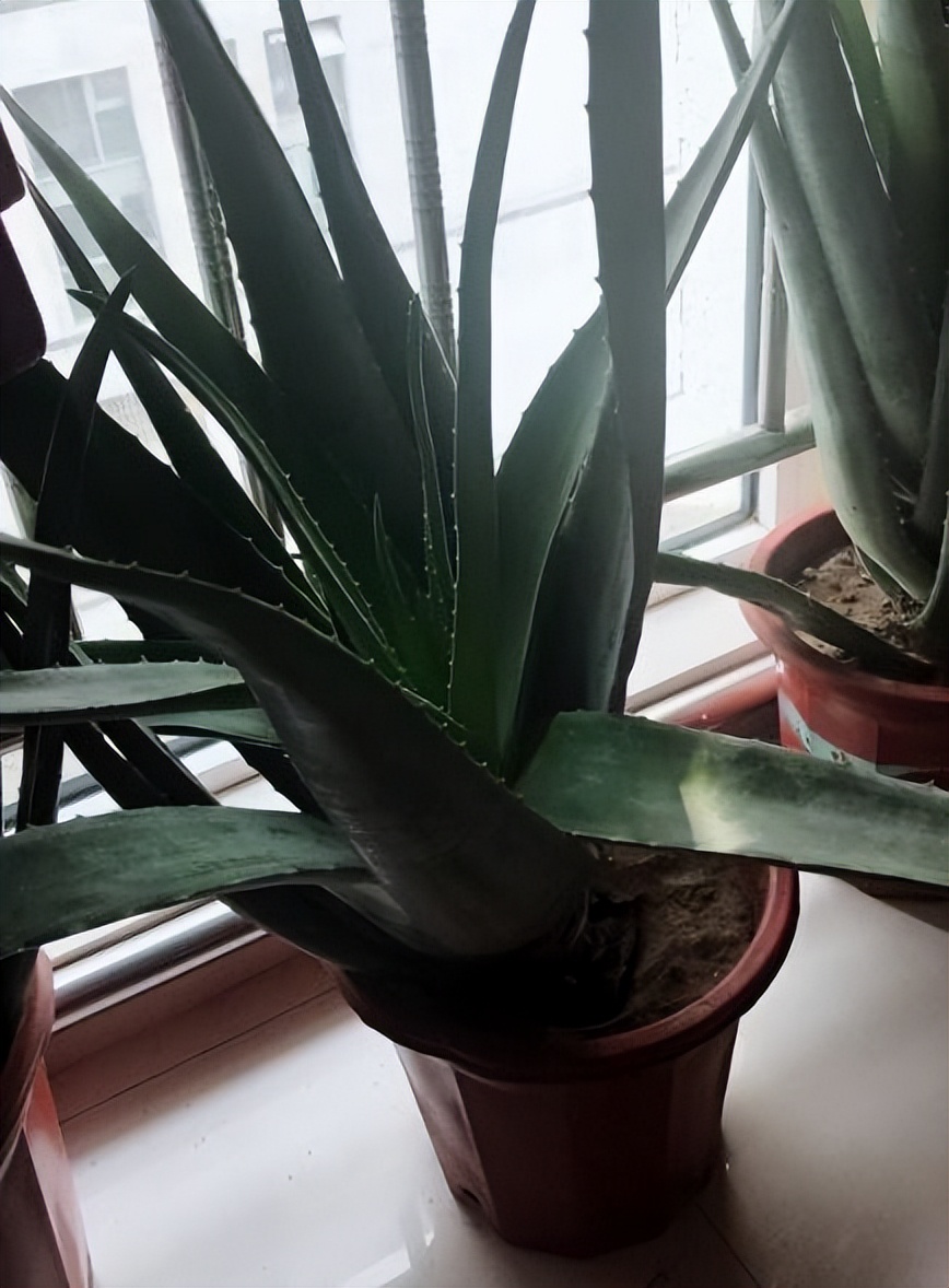 家里养这2种花净化空气带来好运,什么植物去除甲醛还好养大盆