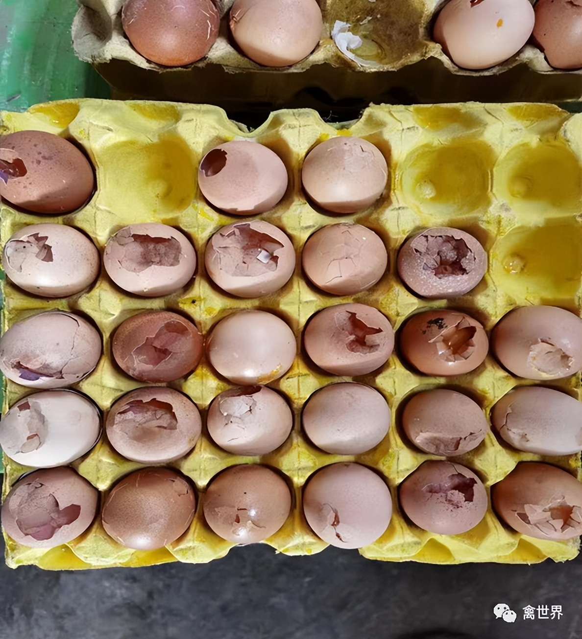 大数据｜2019年-2022年4月我国鸡滑液囊支原体流行病学调查报告