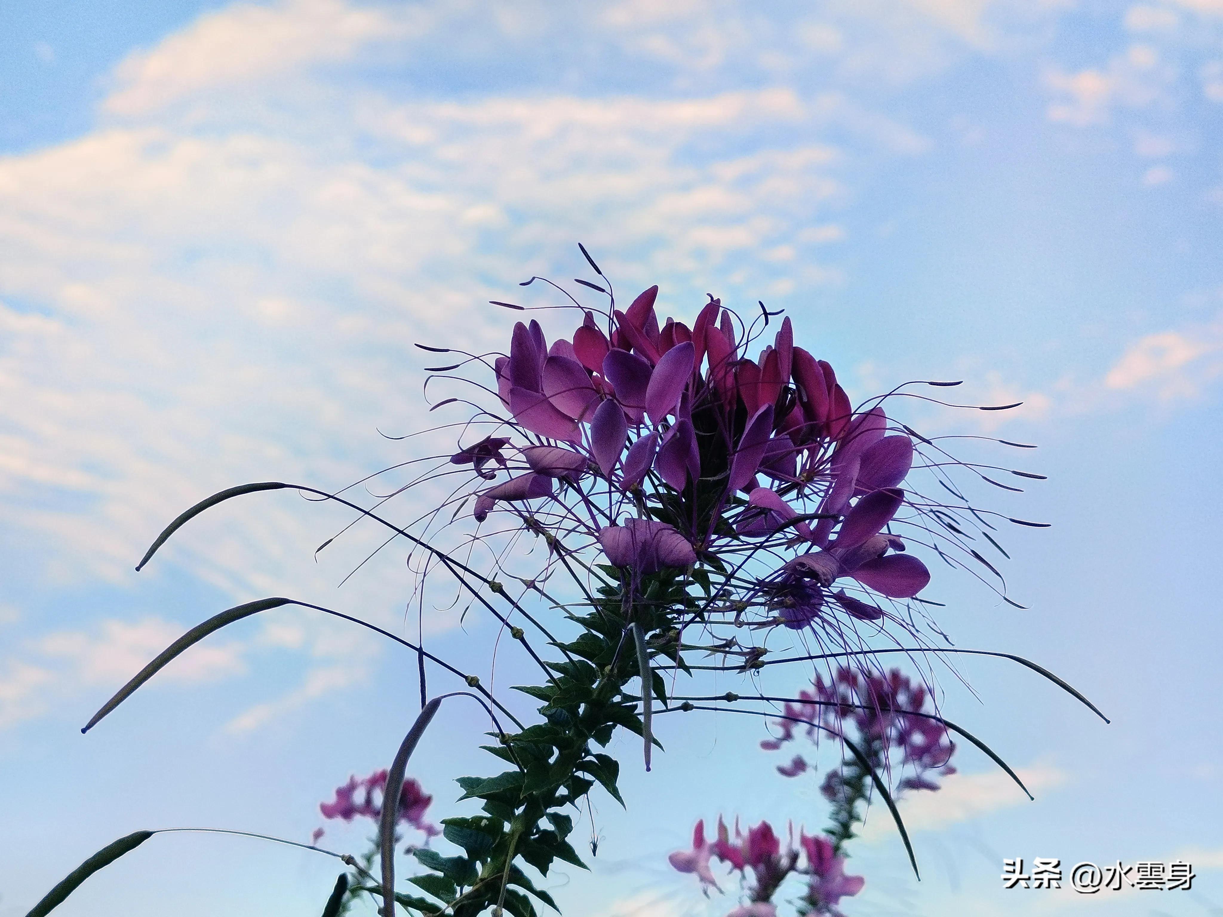 京郊赏花自驾游线路推荐,京郊免费景点一日自驾游路线攻略
