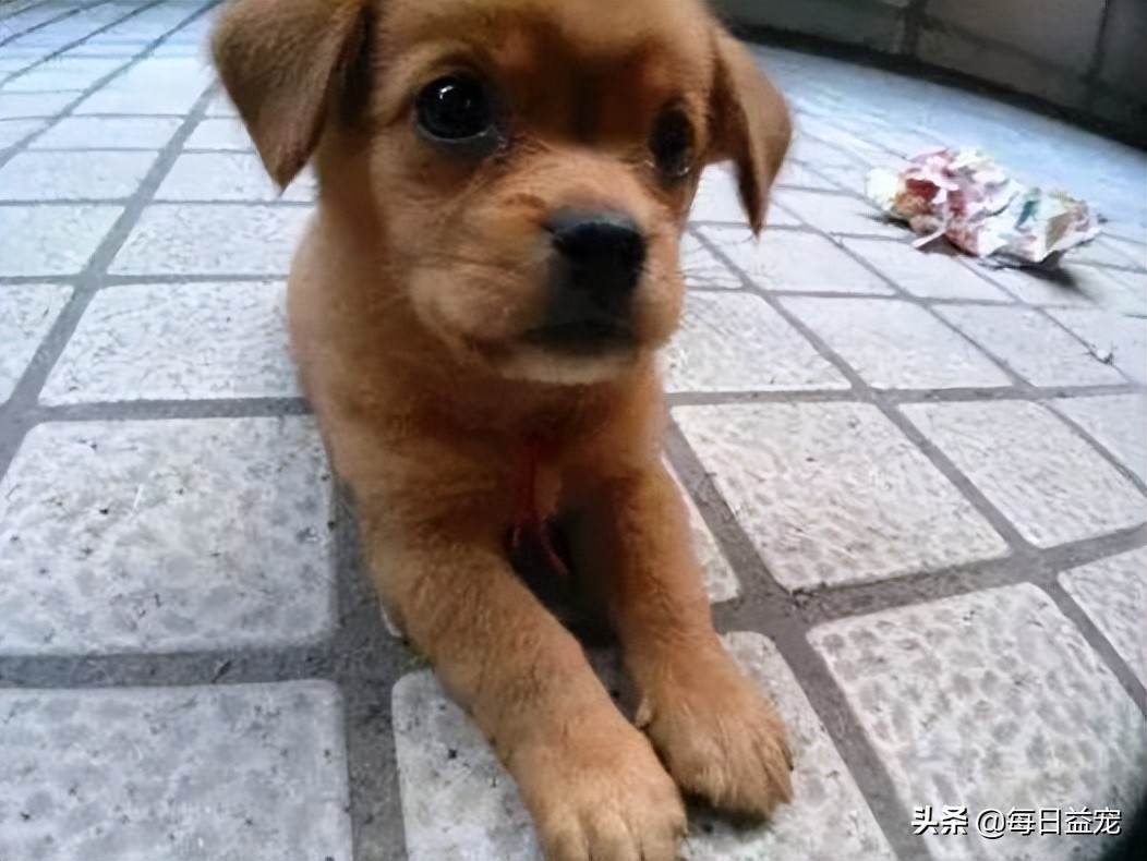 狗狗撕坏现金,狗狗撕坏东西装可怜