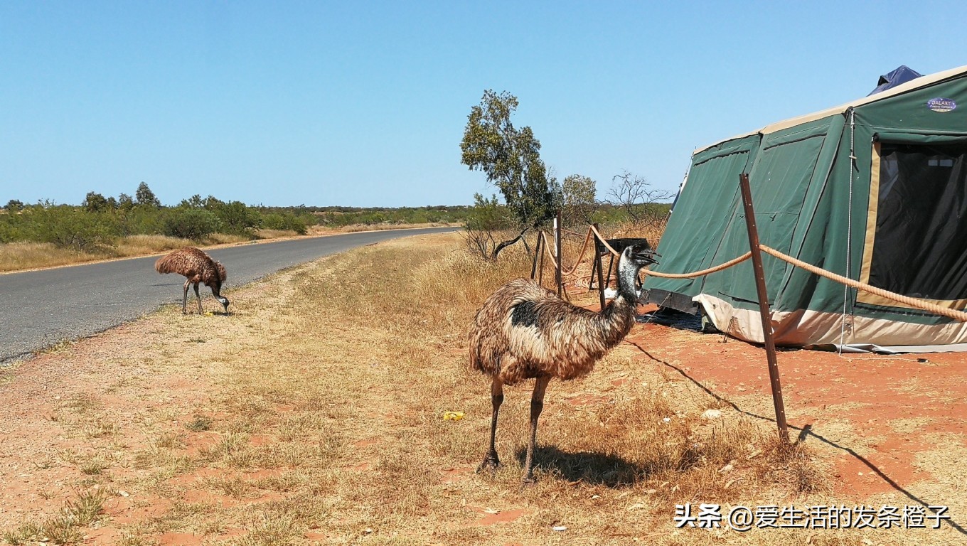 一路向北全程1980公里,西澳自驾游最佳路线图