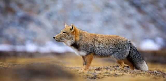 原配当街暴打小三判刑,原配暴打小三该不该判刑