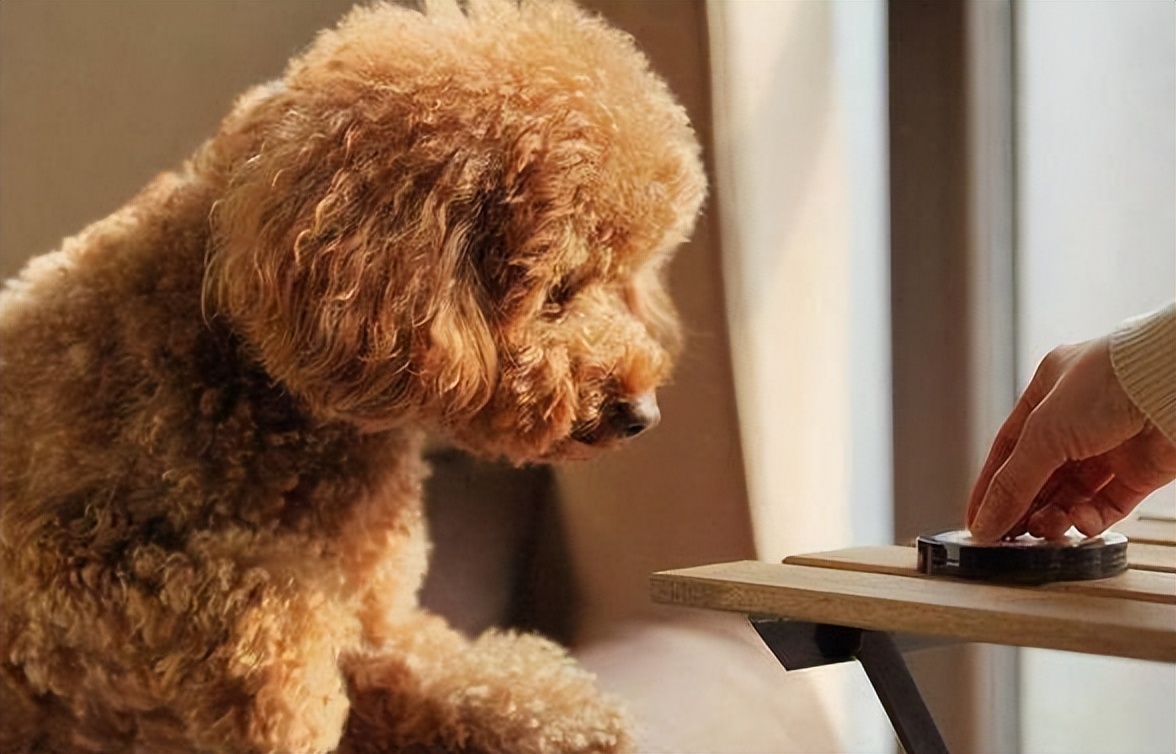 泰迪最想告诉你的几件事,泰迪知道什么秘密