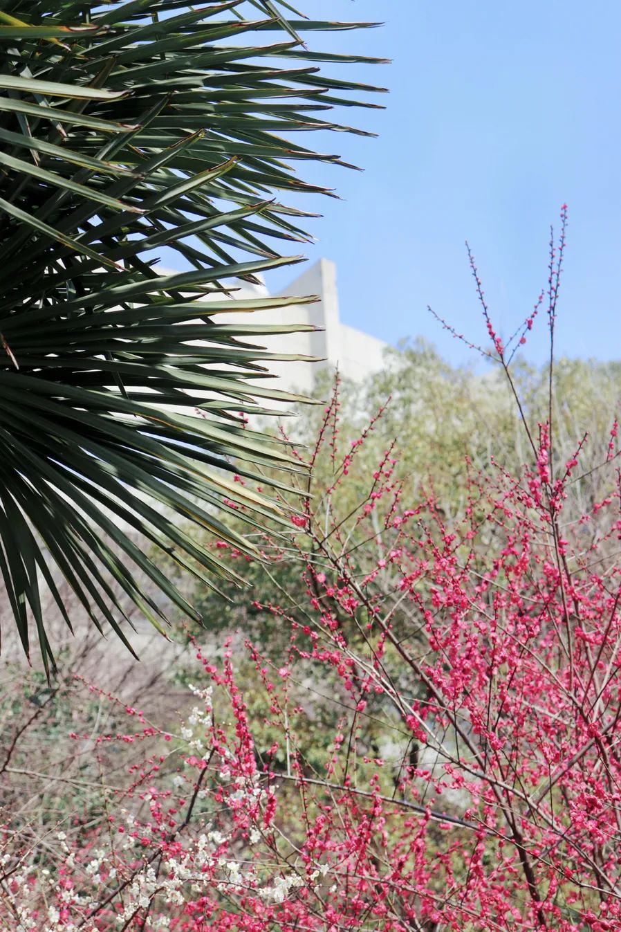 花海遇知音的下一句,花海遇知音汉阳喊你来赏花