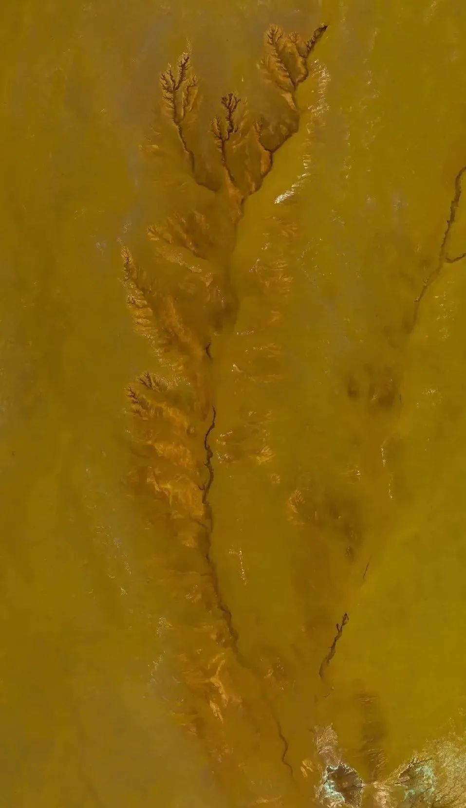 西藏的世界之树,西藏最大的大地之树