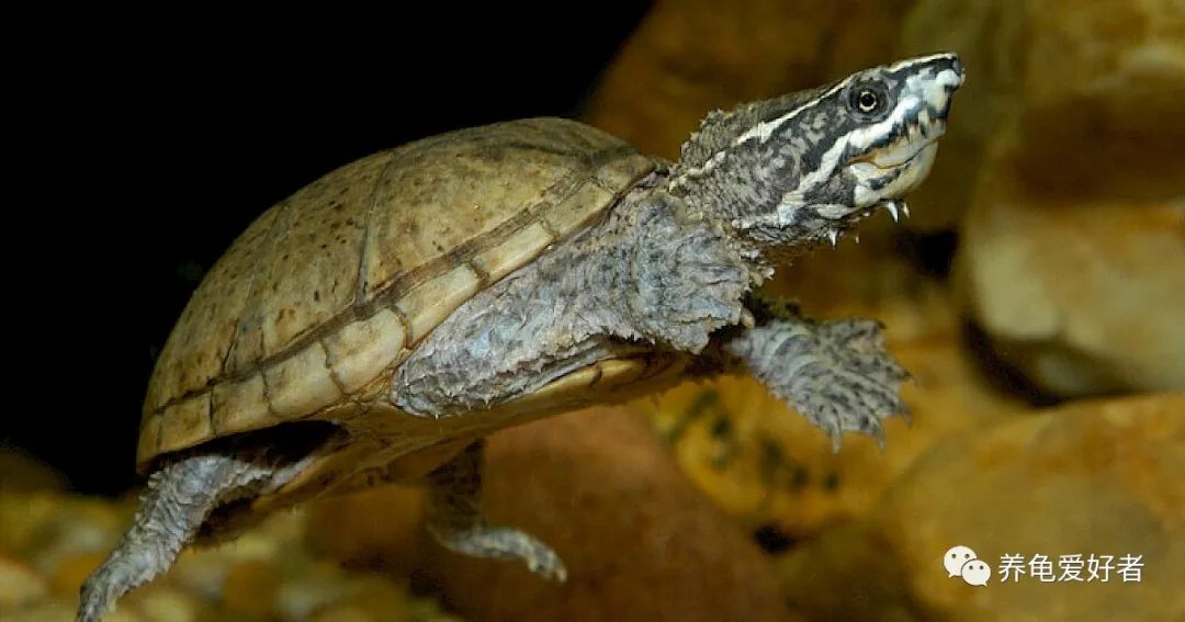 最容易养的水龟,最难养的水龟