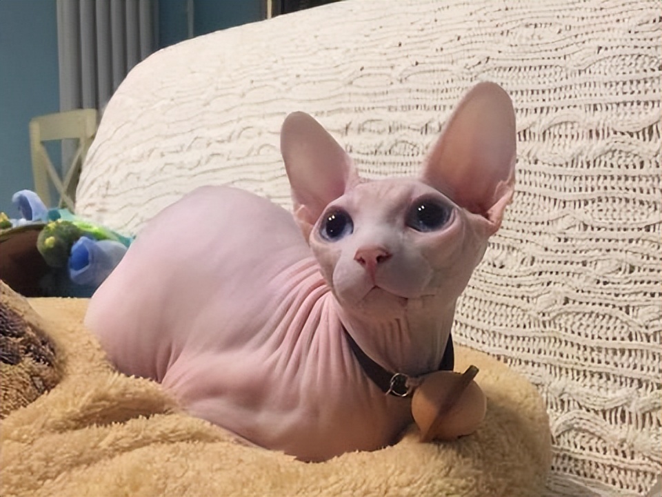 什么猫最好养而且最便宜,这几种猫没有钱别随便养