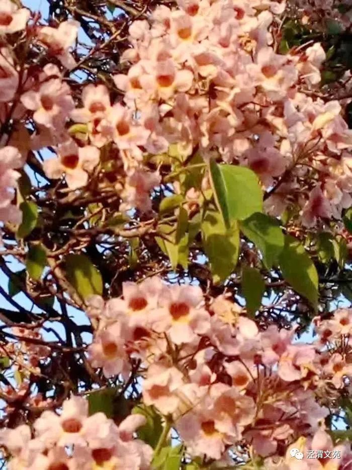 村前桐树花,芬芳吐芳香(散文)任天义