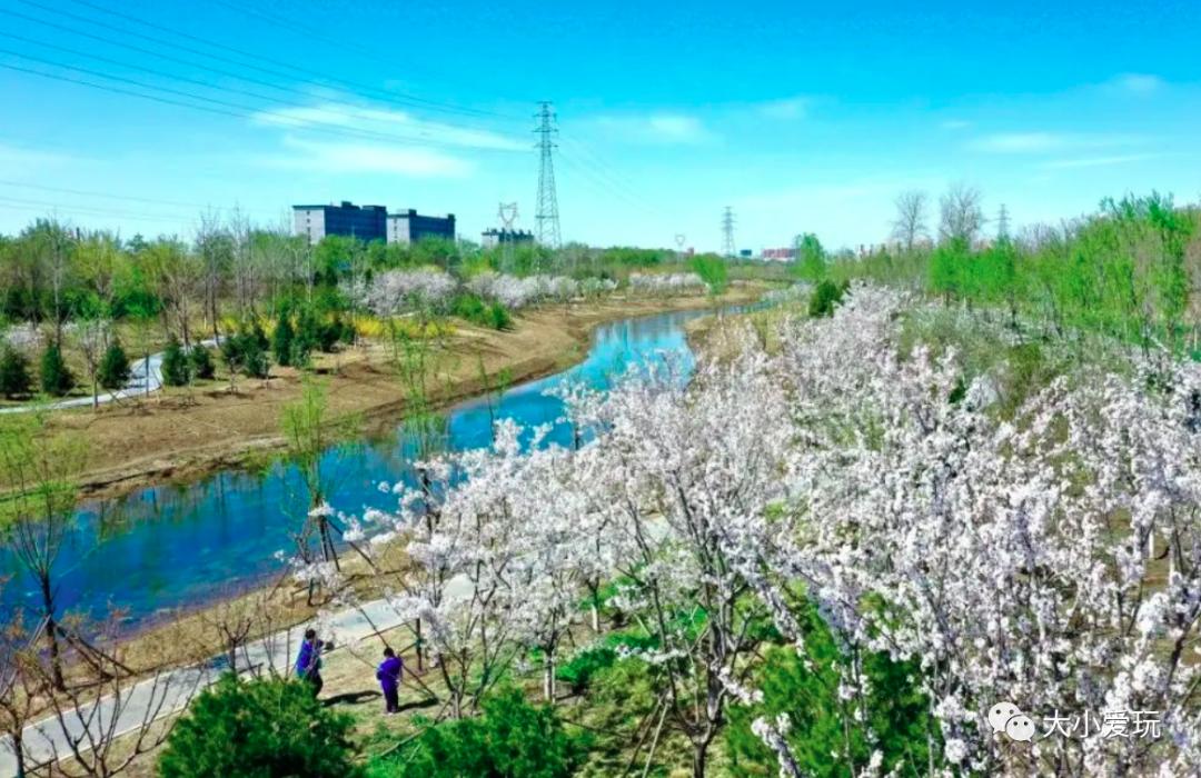 超级美的樱花美景全景,浪漫樱花海美景图