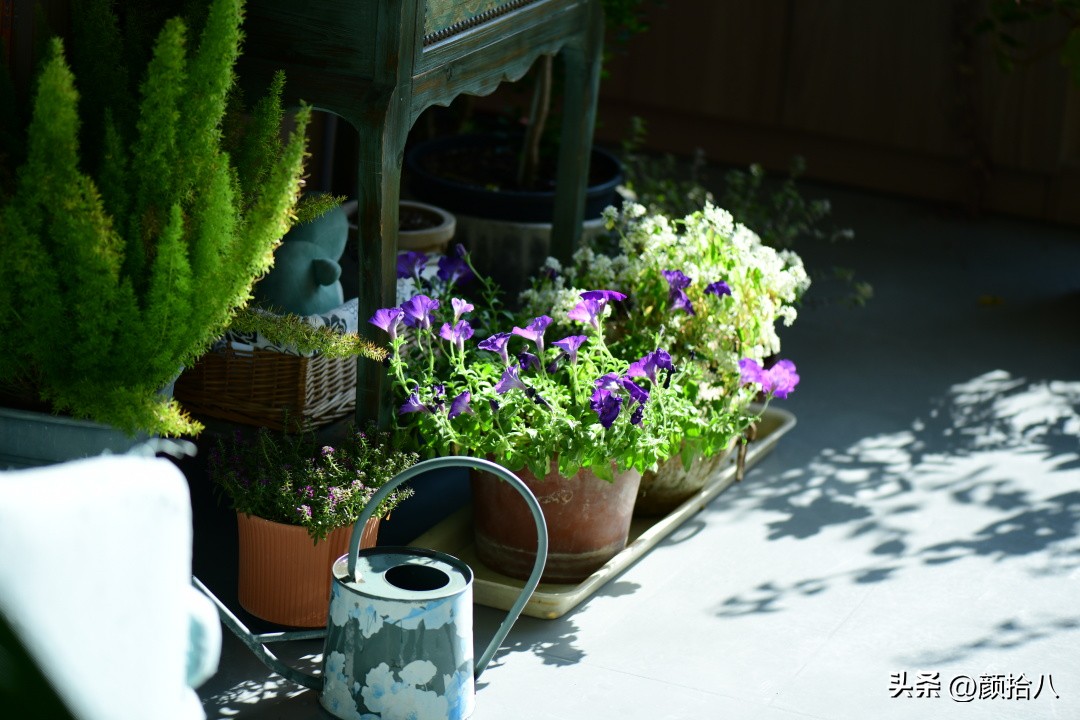 天冷怎么注意植物冻死,植物怕冷怎么过冬