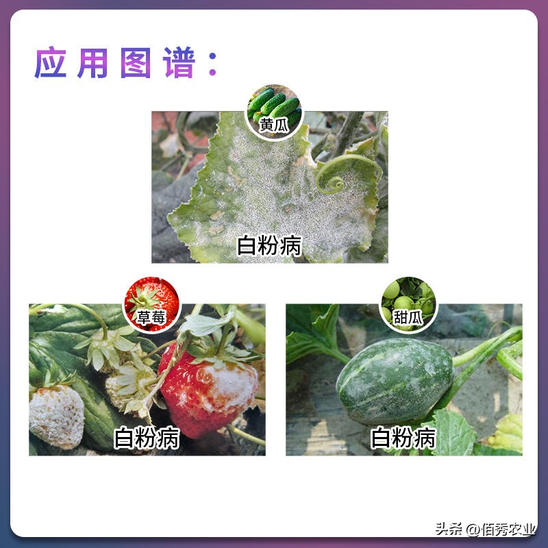 四氟醚唑对黑斑病有效吗,四氟醚唑对白粉病活性好吗
