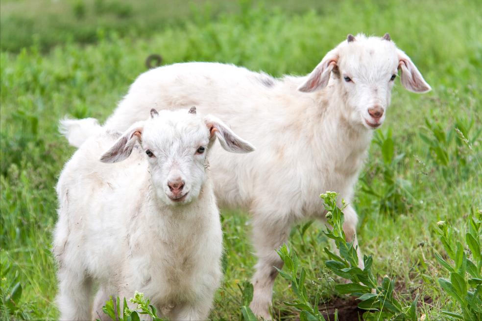 刚出生小羊羔喘不过气来怎么抢救,刚出生的小羊羔站不起来怎么治疗