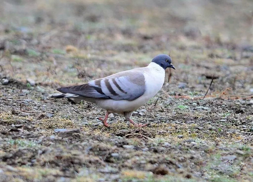 素食宠物食品,素食宠物零食有哪些品种