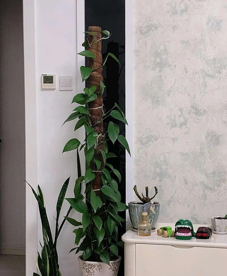 装修完房子养什么花可以去除甲醛,新房什么花吸甲醛最好最快