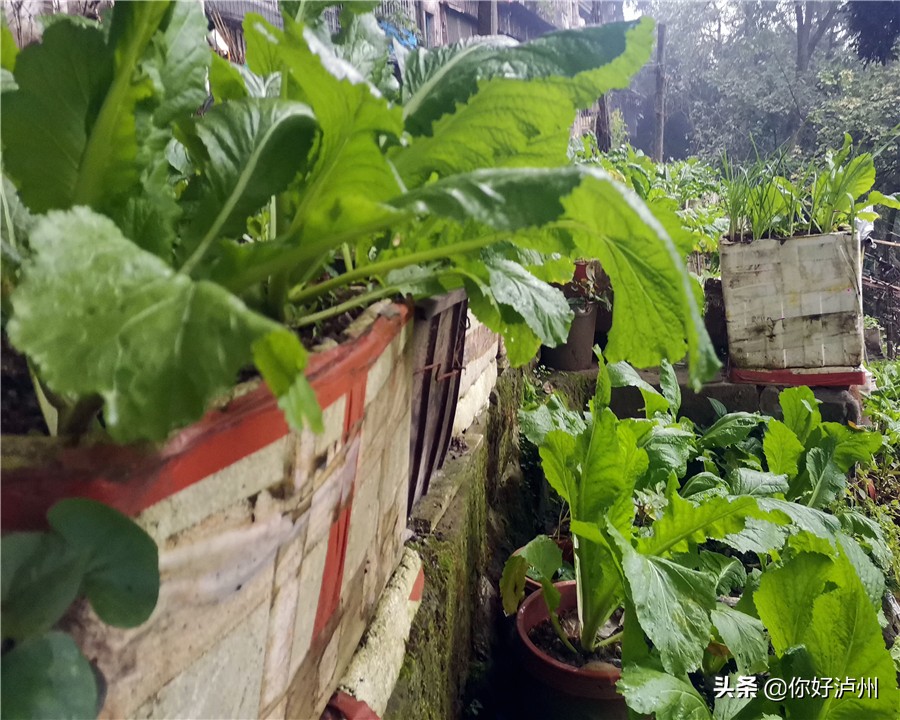 泸州人到底有多爱种菜？种着种着，花盆就变成了“菜盆”