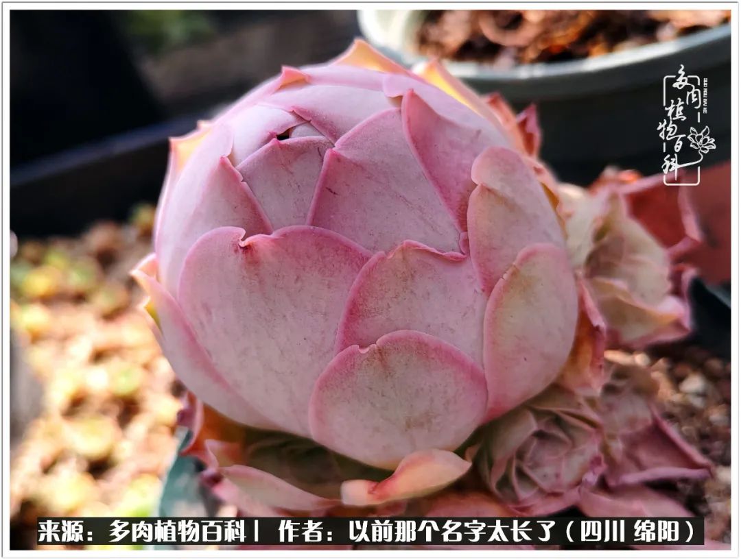 夏天山地玫瑰,小清新山地玫瑰