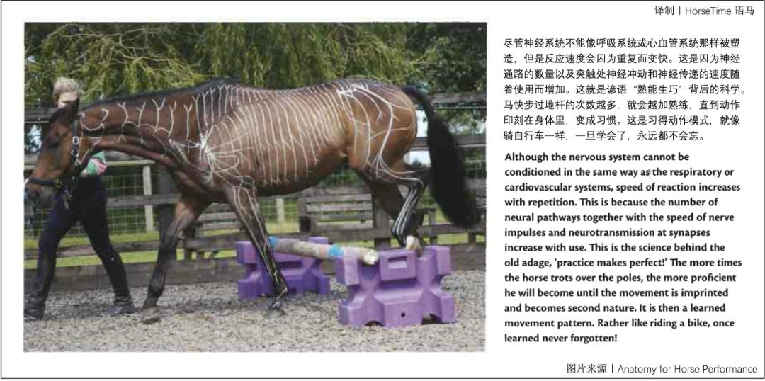 马的神经系统,马功能性训练