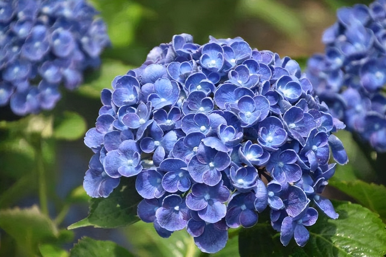 夏季最宜养花草有哪些品种,夏季养花草推荐