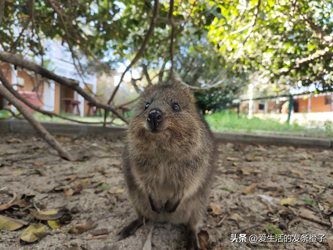 一路向北全程1980公里,西澳自驾游最佳路线图