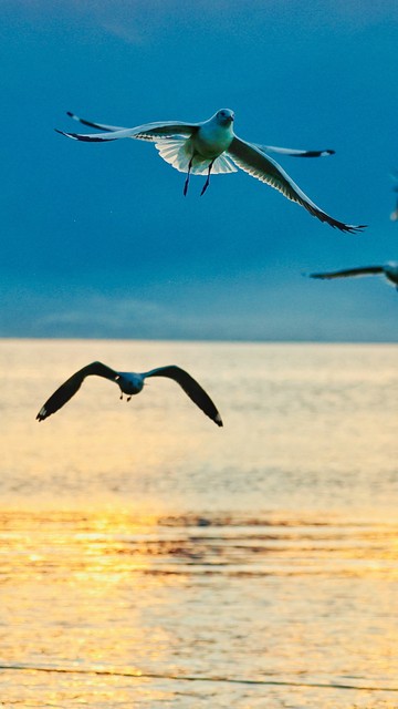 云南旅游推荐的普洱茶,普洱茶云南之旅