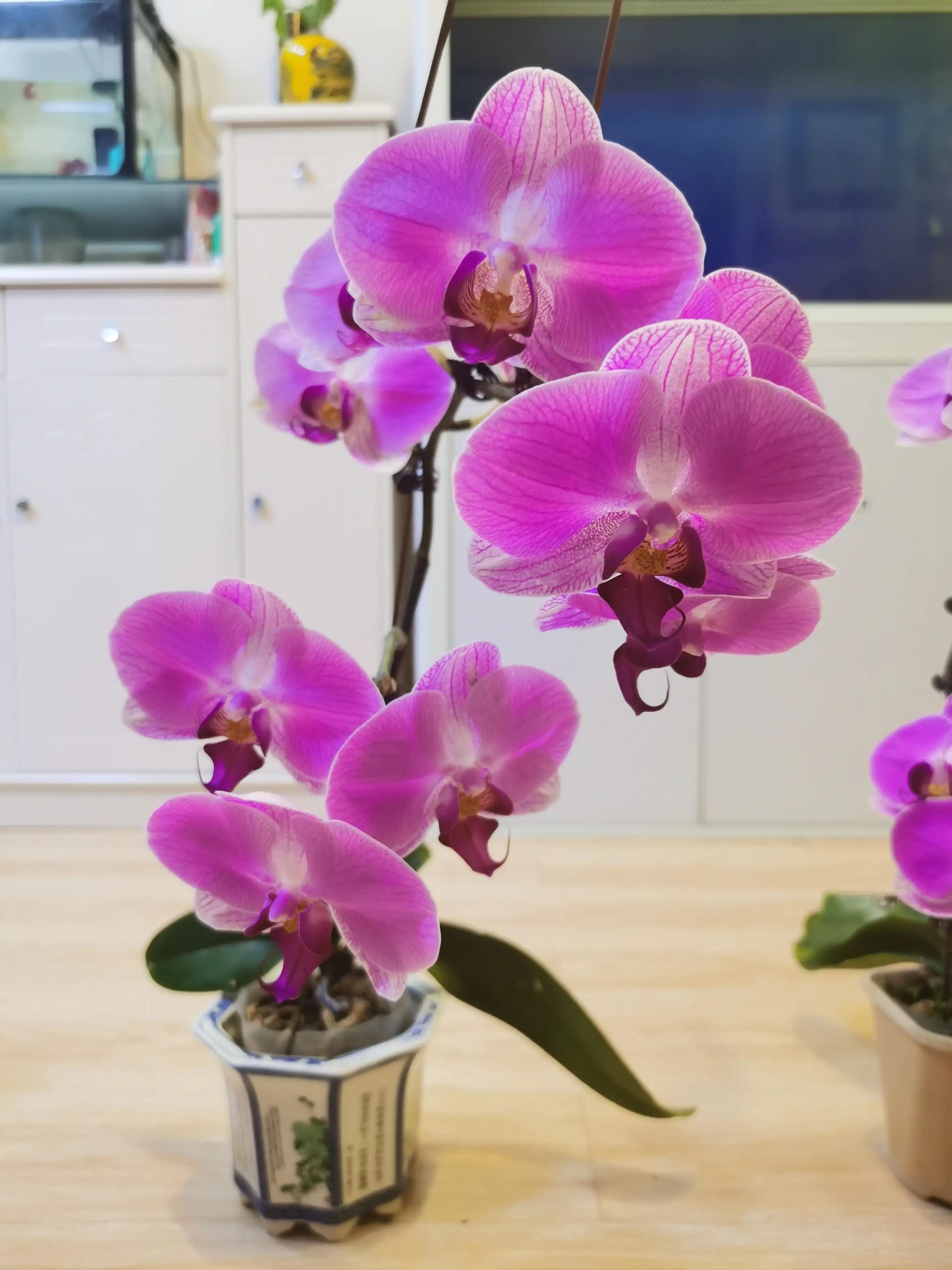 粉黛佳人水仙,紫水仙图片大全