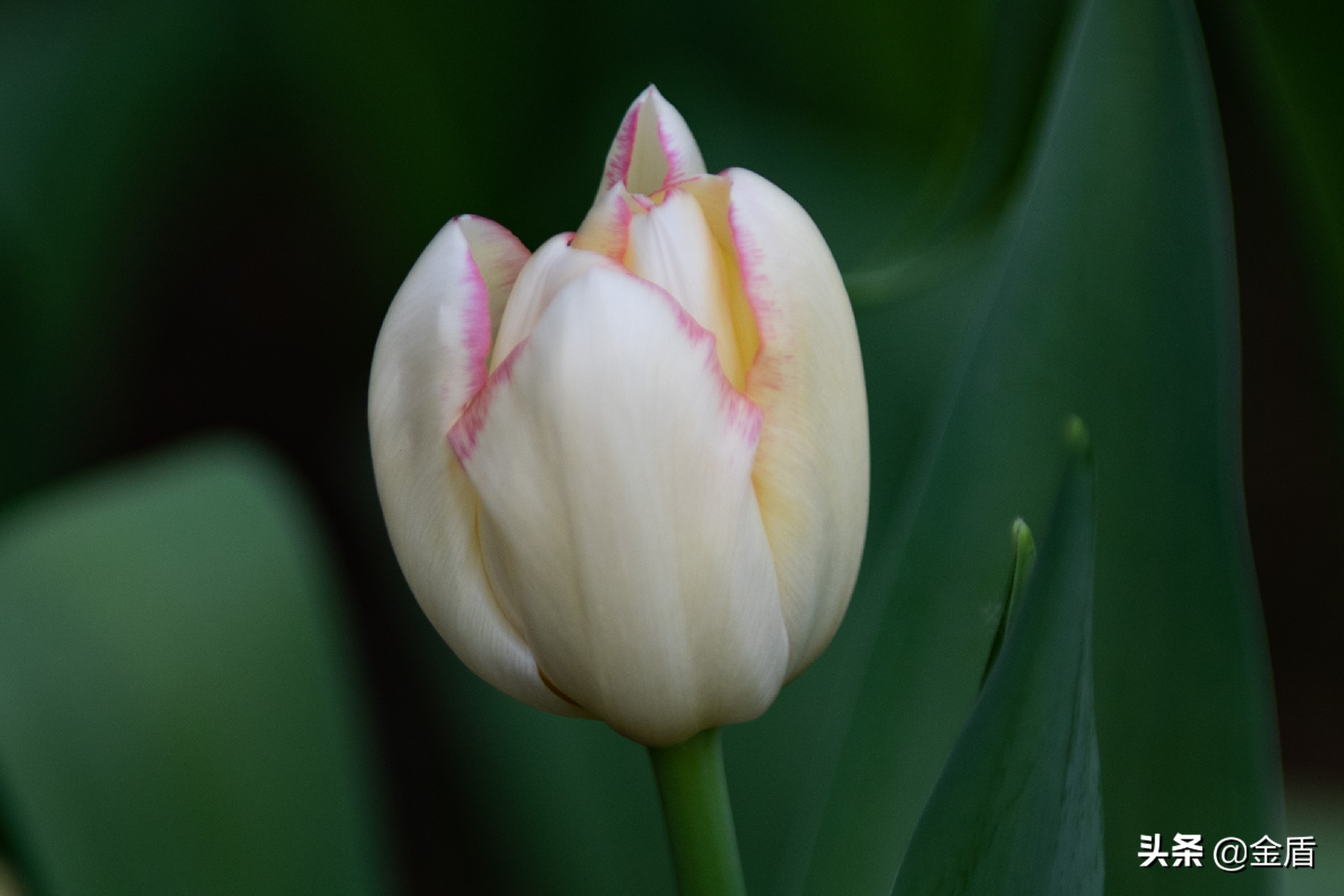 花中皇后郁金香全集,花西夫人郁金香