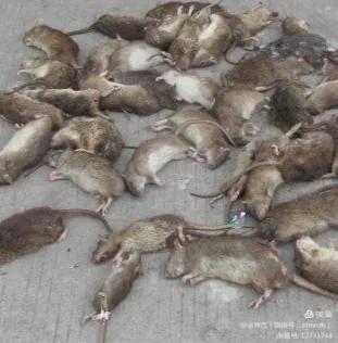 幼鼠被猎杀,灭鼠反被杀