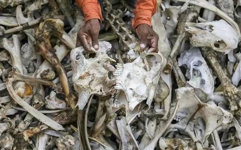 印度的特殊人骨产业链,印度人骨交易还存在吗