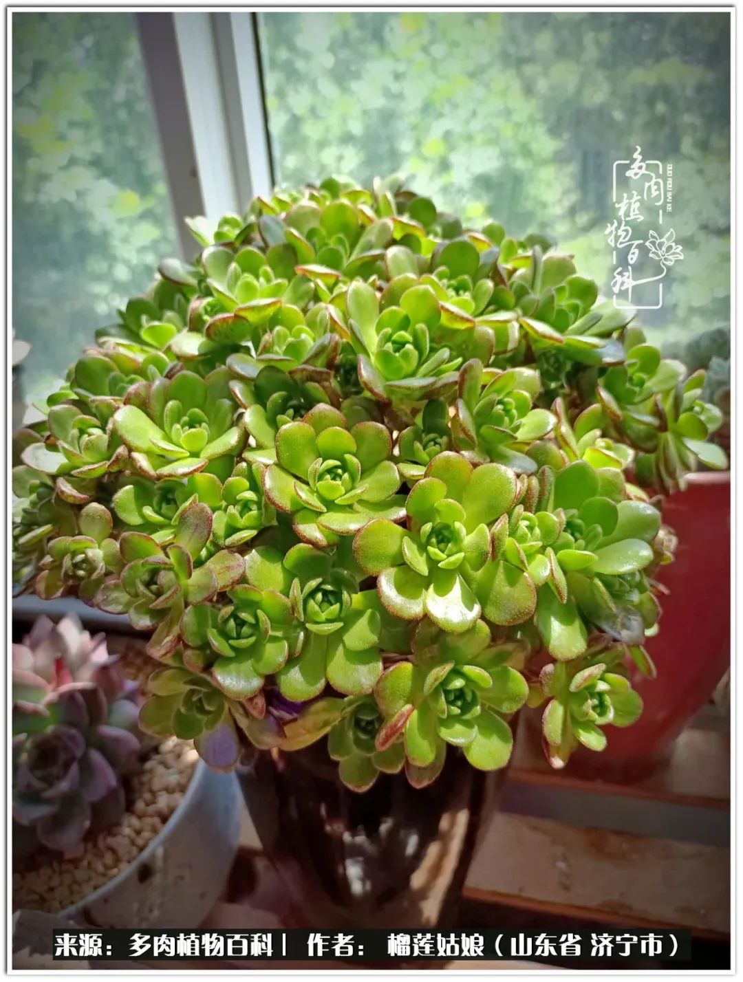 繁花似锦觅安宁淡如流水度一生,繁花似锦觅安宁淡云流水度人生